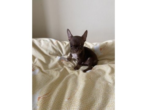 Erkek teacup chihuahua