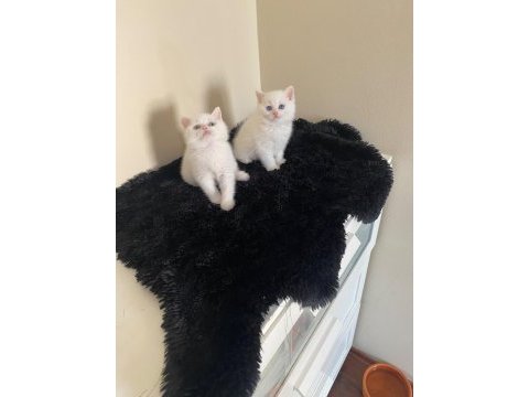 Oyuncu british shorthair yavrular