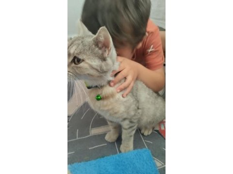Evcil british shorthair dişi