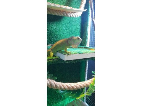 Çipli faturalı yasal iguana‼️