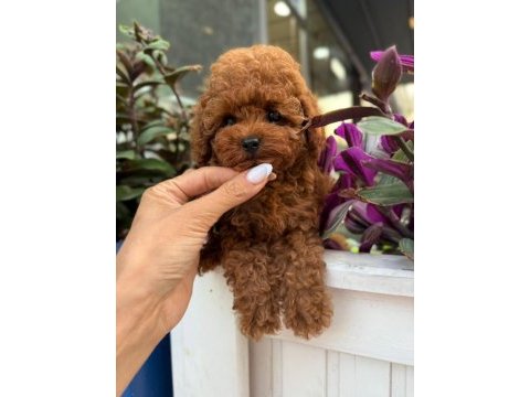 Tüy dökmeyen basık suratlı kore yavru köpeğim