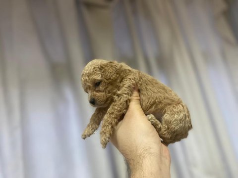 Poodle yavrularımız yeni yuvasını arıyor