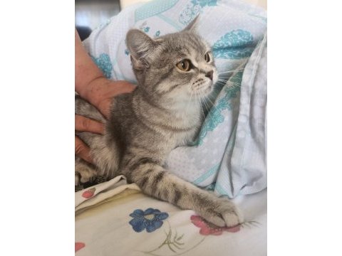 Ücretsiz british shorthair