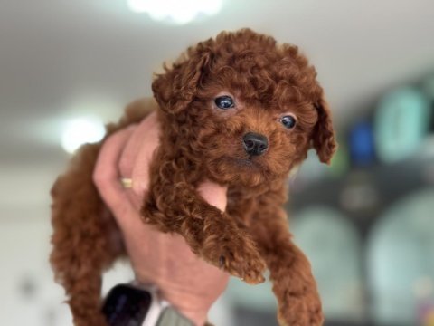 Petmode köpek çiftliğinden tea cup poodle yavrular
