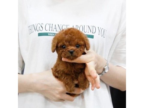 Özenle yetiştirilmiş safkan teacup poodle yavrular
