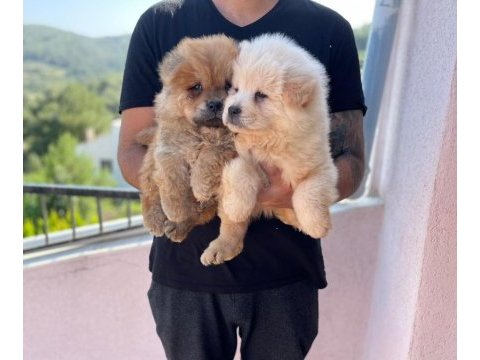 A kalite chow chow yavrularımız