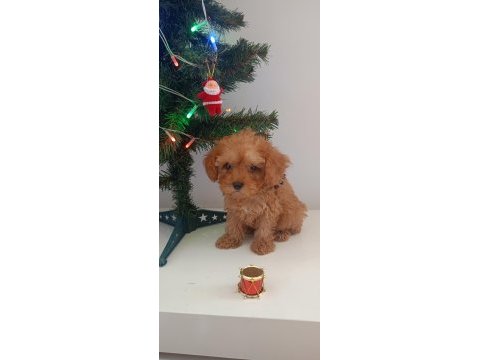 Toy poodle yavrular yeni yuvalarını bekliyor