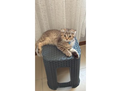 3 aylık scottish fold