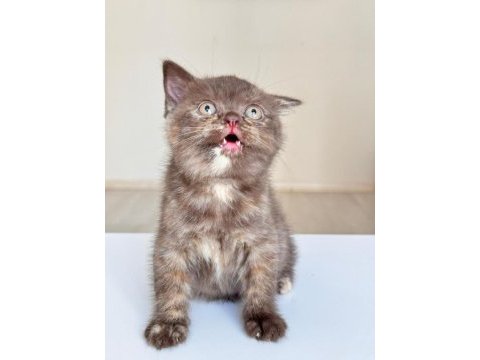 British shorthair yavrularıma yuva arıyorum