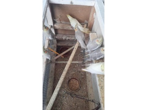 Sultan papağanı 6 aylık