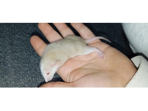 Dumbo rat yavru bebekler