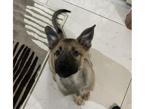 6 aylık belçika kurdu oğlum