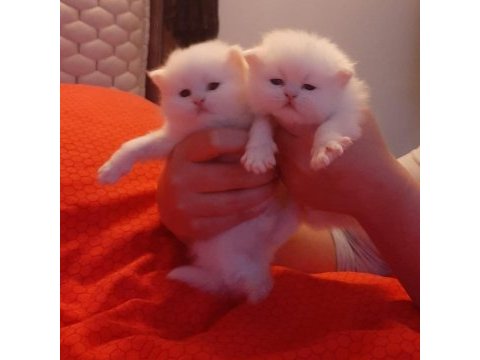 Iran chinchilla yavru kedimiz