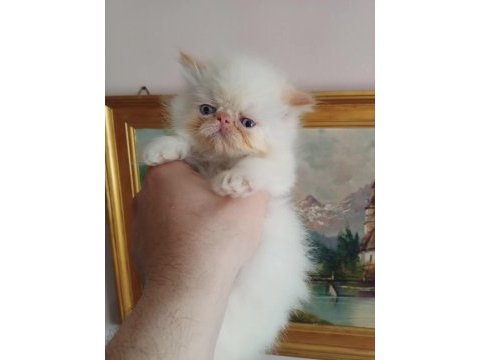 Exotic shorthair ve longhair dişi erkek yavrular