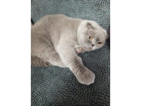 1 buçuk yaşında scottish fold mecburiyetten