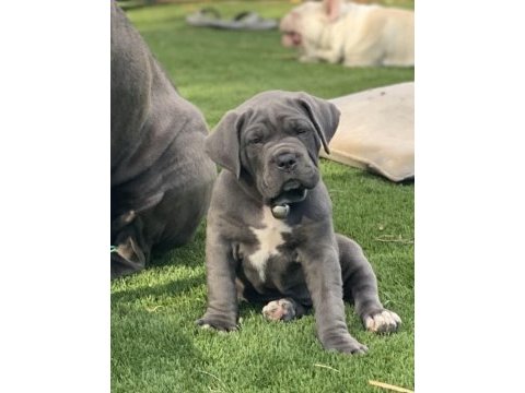 Çiftliğin efsane cane corso yavruları kapıda ödemeli