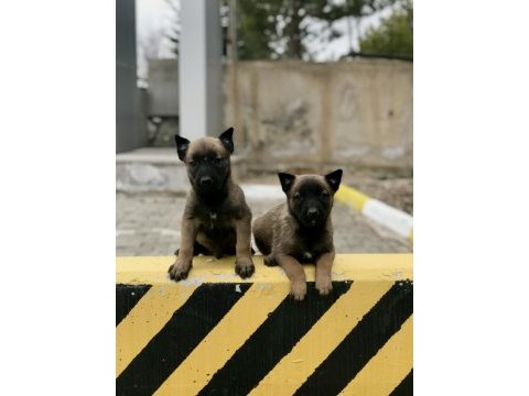 Eğitime hazır formunda belçika malinois (dişi)