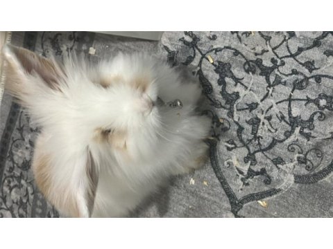 Hollanda lop tavşanı eşyalarıyla