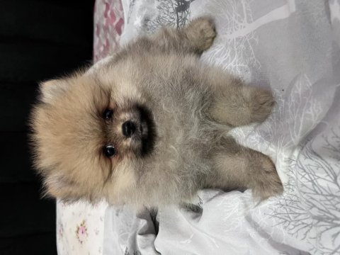 Ayı surat pomeranian kızımız