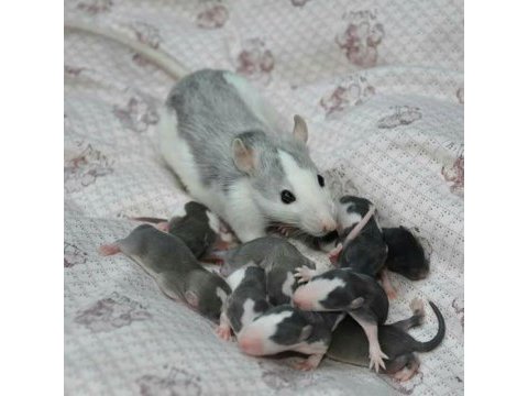 Rat - dumbo rat yavrular ve malzemeleri adrese teslim var
