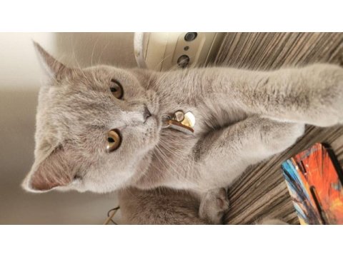 2 yaşında dişi ve çok uysal british shorthair