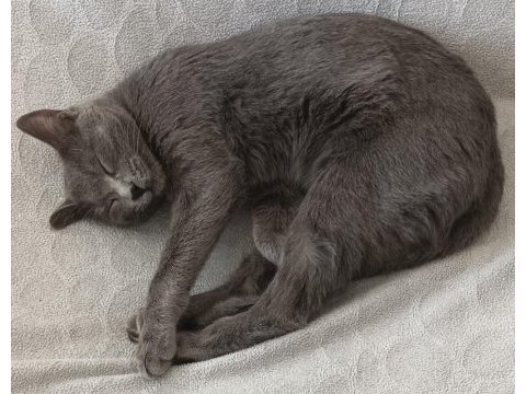 Prenses british shorthair yeni ailesini arıyor
