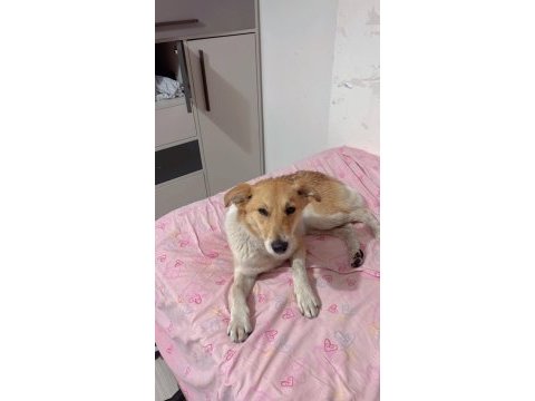 Köpeğimize acil yuva ücretsiz sahiplenme