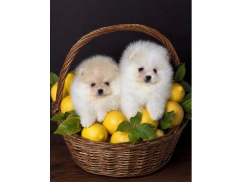 Show kalite sçr li pomeranian boo yavrularımız