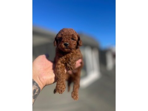 Red brown poodle yavrular