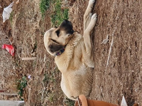 Çok uysal köpektir insan canlısı 4 yaşında erkek