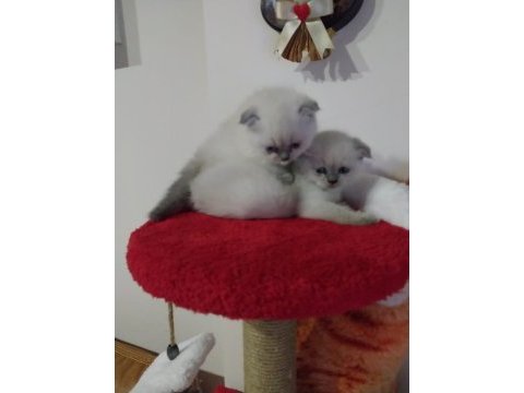 Scottish fold