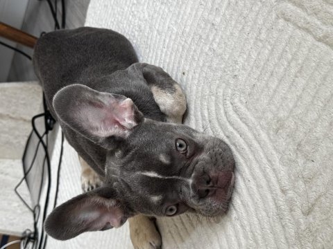 Exotic french bulldog