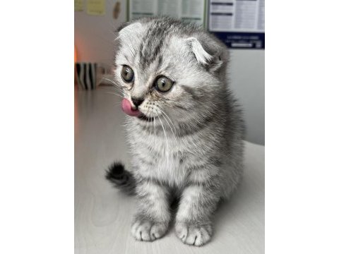 Yavru scottish fold