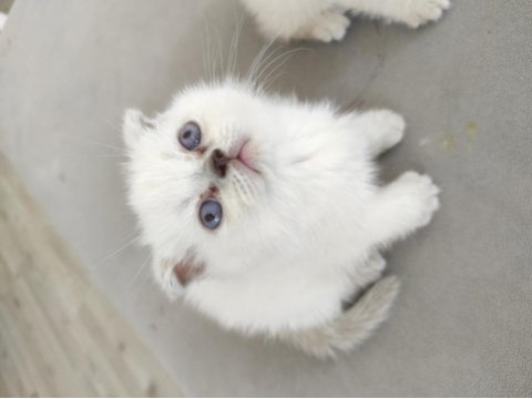 Beyaz mavi göz scottish fold