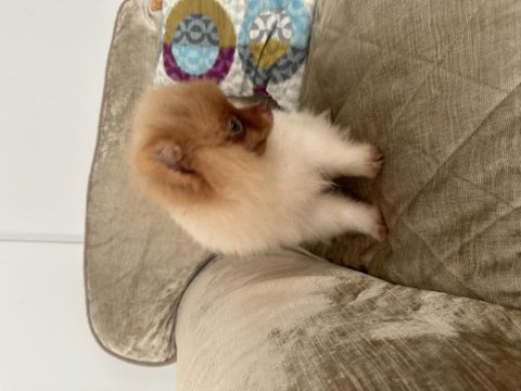 1 temmuz doğumlu erkek pomeranian boo (4 aylık)