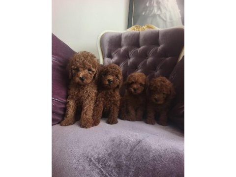 Toy poodle köpeği yavrularımız