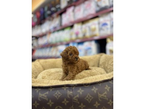 Toy poodle dişi yavrumuz teacup