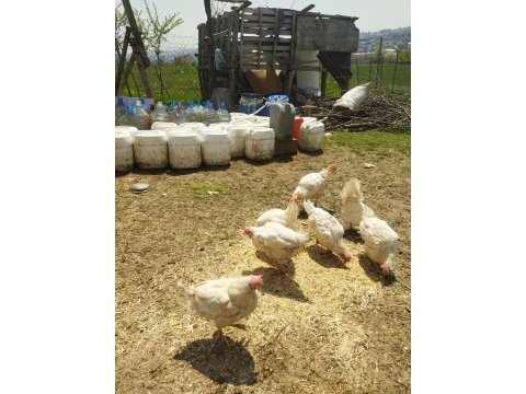 Tindet yumurtalar durumda ve ispeç horoz öter eşler dur