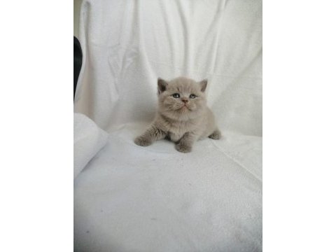 Çok tatlı çocuklarla arası çok iyi scottish fold