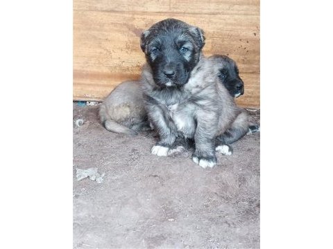 Kangal köpeği yavruları yeni evini arıyor