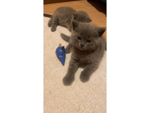 Yavru british shorthair 42 günlük