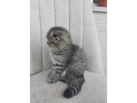 Tatlı scottish fold yavrularımız