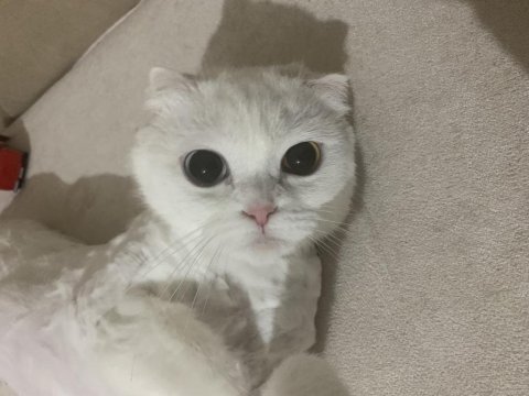Giresun içi scottish fold 3 yaş dişi