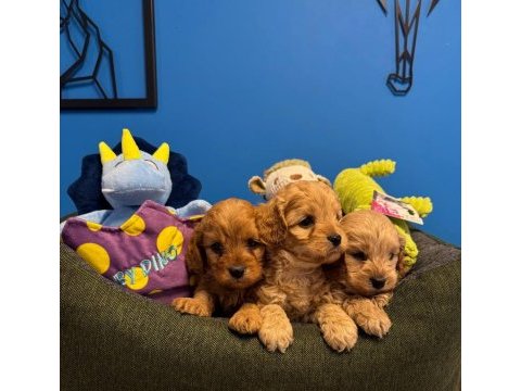 Baby face red maltipoo yavrularımız