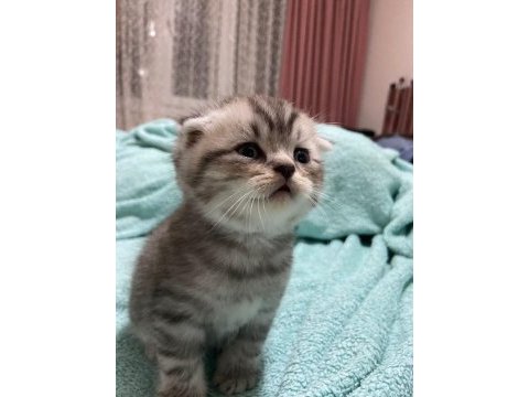 30 gunluk scottish fold erkek