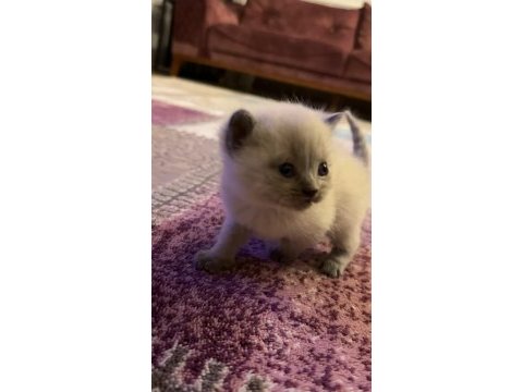 2 aylık yavru british shorthair