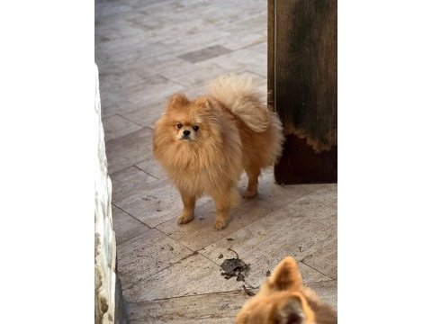 Pomeranian boo köpeğimiz