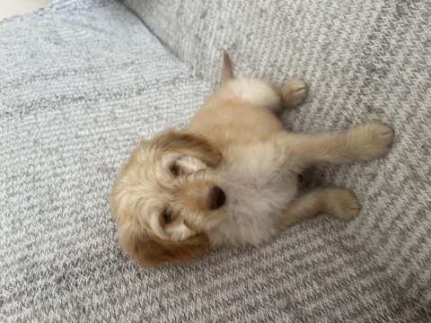 Maltipoo yavru 2.5 aylık