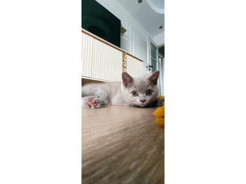 Lilac british shorthair