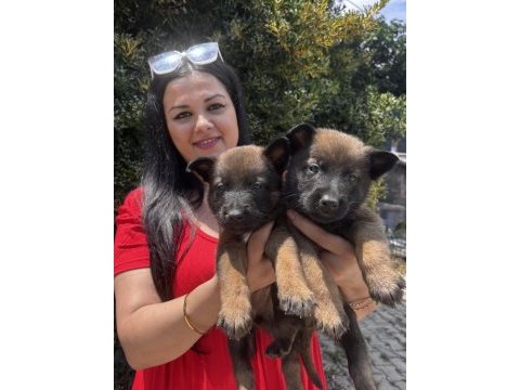 Safkan üst kalite malinois yavrularım